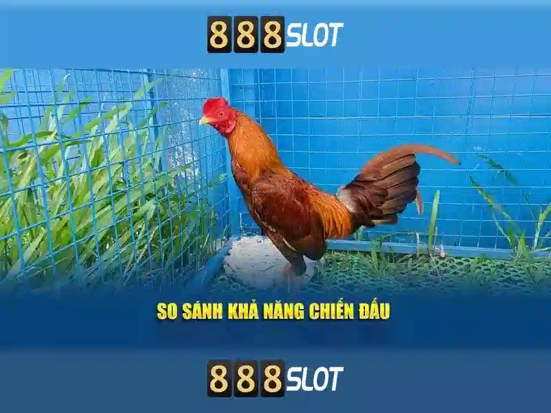 Giao diện nhà cái hoàn hảo